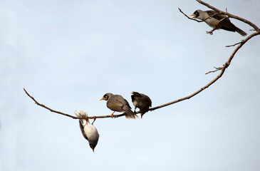 Australian Noisy Miner (Manorina melanocephala)