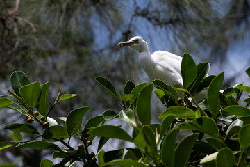 Egret (Ardea alba)