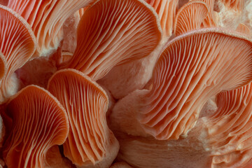pink oyster mushrooms