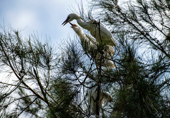 Egret (Ardea alba)