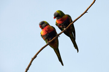 Rainbow Lorikeet (Trichoglossus moluccanus)