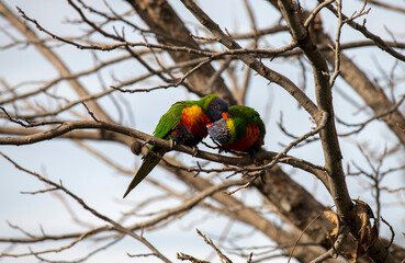 Rainbow Lorikeet (Trichoglossus moluccanus)