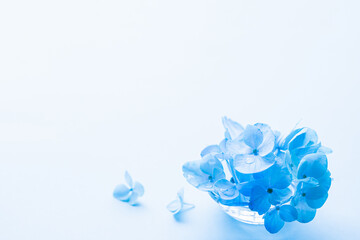 青い花　紫陽花　背景　コピースペース