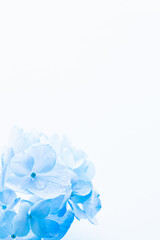柔らかな青い花の背景　紫陽花　フレーム　カード