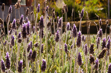 Lavender plantation in Capivari Park, in Campos do Jordão, São Paulo, Brazil.