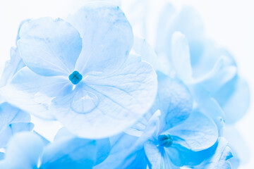 青い花　紫陽花　背景