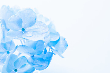 柔らかな青い花の背景　紫陽花　フレーム　カード