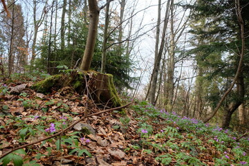 Fototapeta premium beautiful forest landscape in spring or summer tall grass flowers trees moss