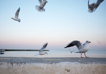 white birds seagulls fly on the beach over the sea