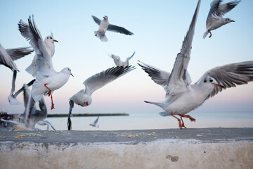 white birds seagulls fly on the beach over the sea