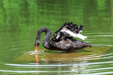 The black swan in green water.
