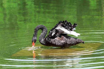Fototapete Rund The black swan in green water. © 孝通 葛