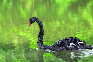 The black swan in green water.