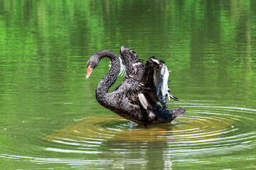 The black swan in green water.