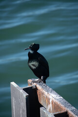 Cormorant
