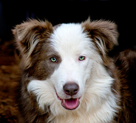 Tabby dog looking at cameta. Black background