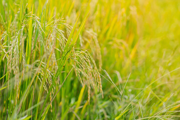 field wheat background , landscape
