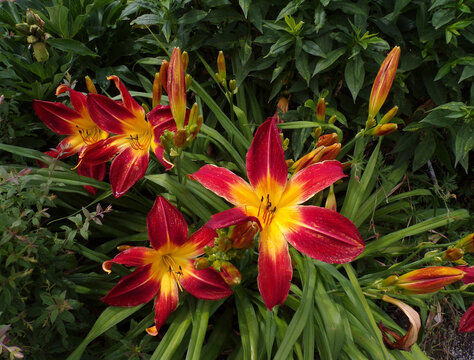 Red Lilies On The Flower Bed