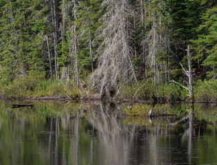 Ghost tree reflections in a pond in Algonquin Park in morning light in July.
