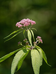 Closeup of a Spotted Joe-pyeweed wildflower and foliage with green background