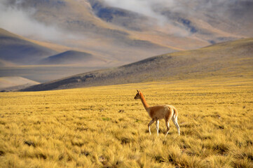Vicuña en Catamarca, Argentina. Vicuña solitaria camina en desierto. - obrazy, fototapety, plakaty