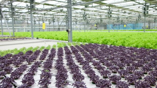 Purple and green basilic plantation. Fresh organic green and purple basil growing in the garden Top view of plenty fresh green and purple basil plant leaves Greenery, green garden natural organic food