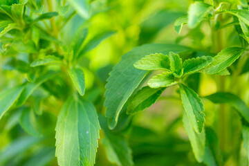 Stevia rebaudiana. Low Calorie Vegetable Sweetener Stevia rebaudiana branch close up on blurred green garden background. sweet leaf sugar substitute.