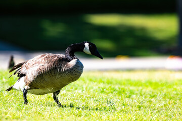 canadian goose on the grass