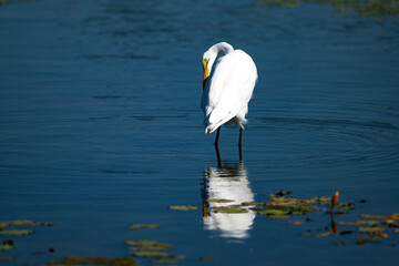 An egret looking or food