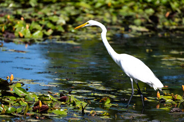 An egret looking for food 