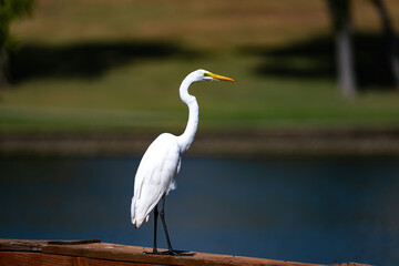 An egret hunting for a meal 