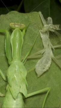 VERTICAL VIDEO: Green Praying mantis after radical final moult, metamorphosed from an Nymph form (immature form) to adult, and sits next to old discarded skin. Close-up of mantis insect