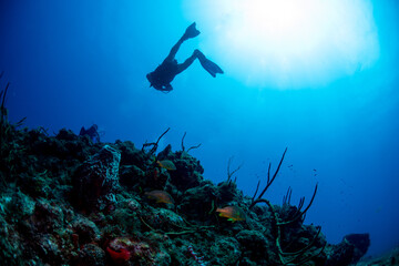 scuba diver in the sea