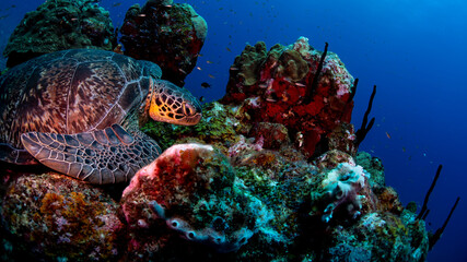 coral reef in the sea with a turtle 