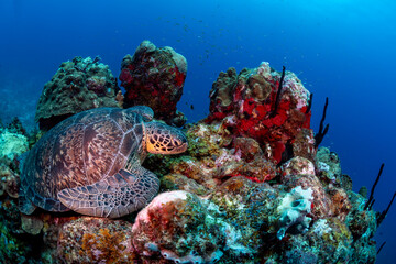 A turtle feeding on the reef
