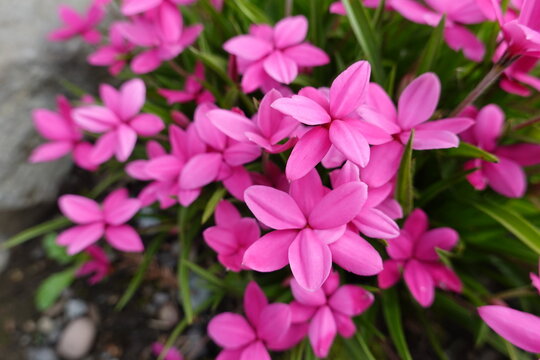 Rhodohypoxis is a very short, winter-dormant genus of six species with tuberous rhizomes from the summer rainfall area of South Africa.