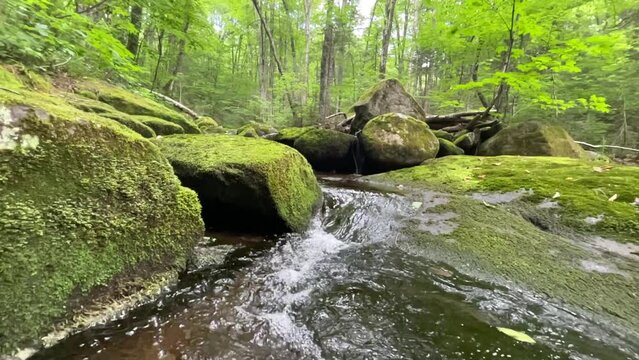 une rivi&egrave;re dans la for&ecirc;t bor&eacute;ale