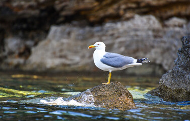Close up view of a flying seagull standing on a rocky seaside area in Alonissos island, Greece