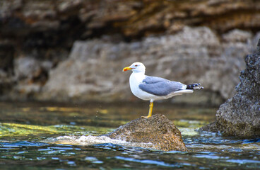 Close up view of a flying seagull standing on a rocky seaside area in Alonissos island, Greece