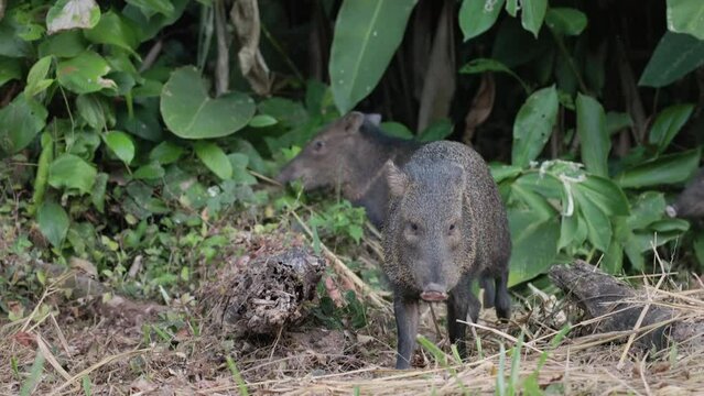 a dusk tracking shot a collared peccary herd feeding at corcovado national park of costa rica