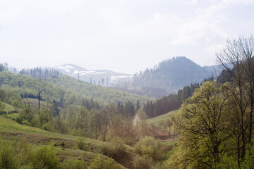 beautiful mountain landscape coniferous forest
