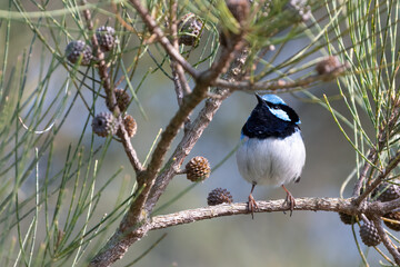 Male superb fairywren (Malurus cyaneus) in a tree