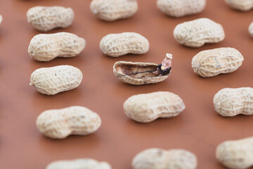 Fototapeta na wymiar Fishing on a Peanut Shell in Miniature