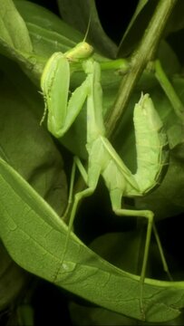 VERTICAL VIDEO: Close-up of large green praying mantis sitting on green leaves