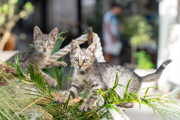 Obraz premium Two cute tabby kittens were having fun and playing with each other in a flower bed, but froze and became alert when photographer approached them, blurred background