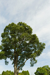 木々の緑と青空	