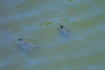 TORTUGA