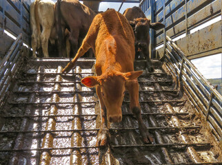 cattle unloading off a truck