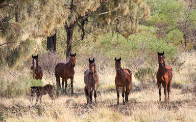 wild horses in the desert