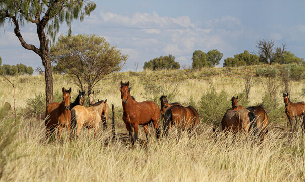 herd of horses in the savannah